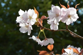 2019-04-03 058 (1280x848)tuchida11.jpg
