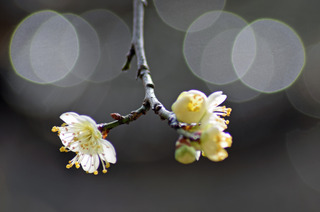 2019.2.1.ogawa ume.jpg