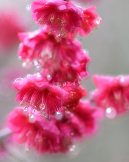 2019.2.1.ogawa ume2.jpg