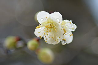 2019.2.2.ogawa ume3.jpg